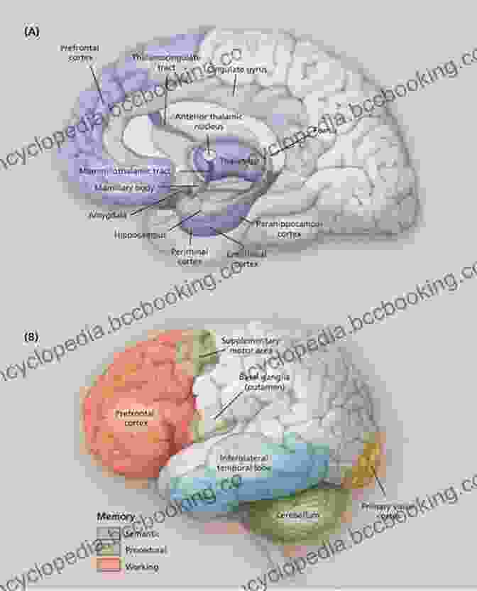 A Brain Scan Showing The Different Regions Involved In Memory The Medicine Of Memory: A Mexica Clan In California