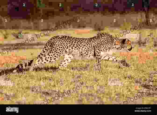 A Cheetah Stealthily Stalking Its Prey On The African Savannah Champion Of Cheetahs: A Life With Cheetahs A Love Worth Living