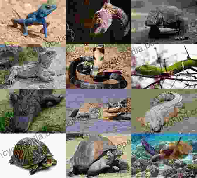 A Collage Of Various Reptile Species Incredible Animal Facts : Reptile Edition