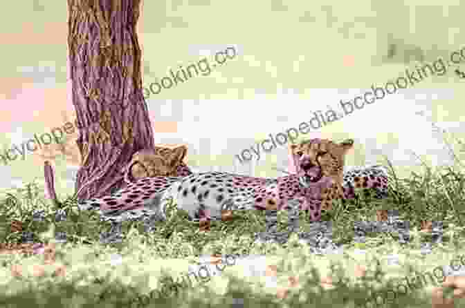 A Family Of Cheetahs Resting Together In The Shade Of A Tree Champion Of Cheetahs: A Life With Cheetahs A Love Worth Living
