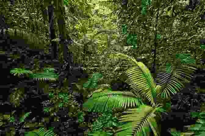 A Lush Rainforest Scene In Costa Rica The Blind Masseuse: A Traveler S Memoir From Costa Rica To Cambodia