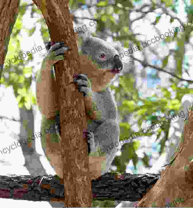 A Playful Kangaroo Hopping In A Field, A Majestic Koala Perched On A Eucalyptus Tree, And A Vibrant Parrot Soaring In Flight. Amazing Australia (Amazing Countries 1)