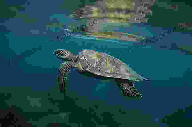 A Sea Turtle Swimming Gracefully Through The Ocean Incredible Animal Facts : Reptile Edition