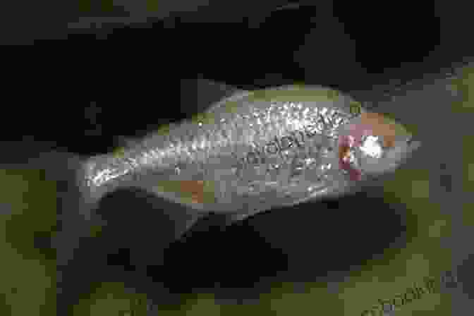 Blind Cave Fish Adapted To Life In Darkness Groundwater Ecology (Aquatic Ecology) Ada Ferrer