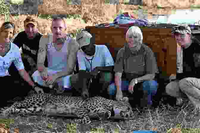 Cheetah Researchers And Veterinarians Working Together To Monitor And Protect Cheetahs Champion Of Cheetahs: A Life With Cheetahs A Love Worth Living