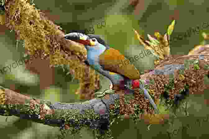 Cover Image Of 'Birds Of Ecuador: Helm Field Guides' Birds Of Ecuador (Helm Field Guides)