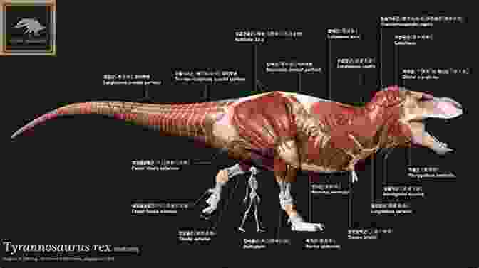 Detailed Illustration Of Dinosaur Anatomy How To Catch A Dinosaur