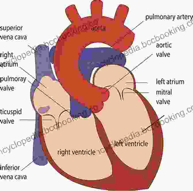 Detailed Illustration Of The Heart's Anatomy 12 Lead EKG For Nurses: Simple Steps To Interpret Rhythms Arrhythmias Blocks Hypertrophy Infarcts Cardiac Drugs