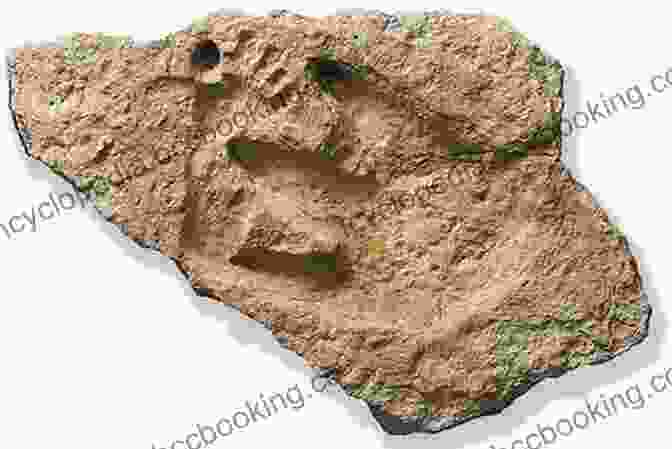 Footprints And Other Signs Of Dinosaur Presence How To Catch A Dinosaur