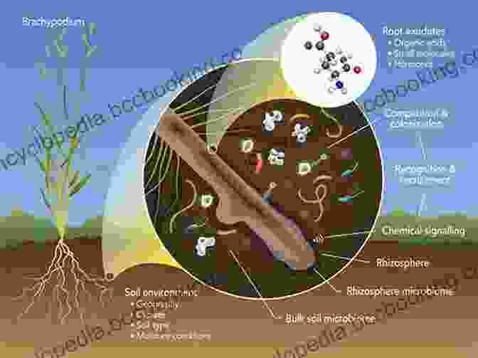 Groundwater Microbes Forming Complex Communities Groundwater Ecology (Aquatic Ecology) Ada Ferrer