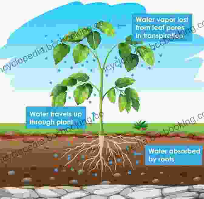 Groundwater Plants With Photosynthetic Roots Groundwater Ecology (Aquatic Ecology) Ada Ferrer