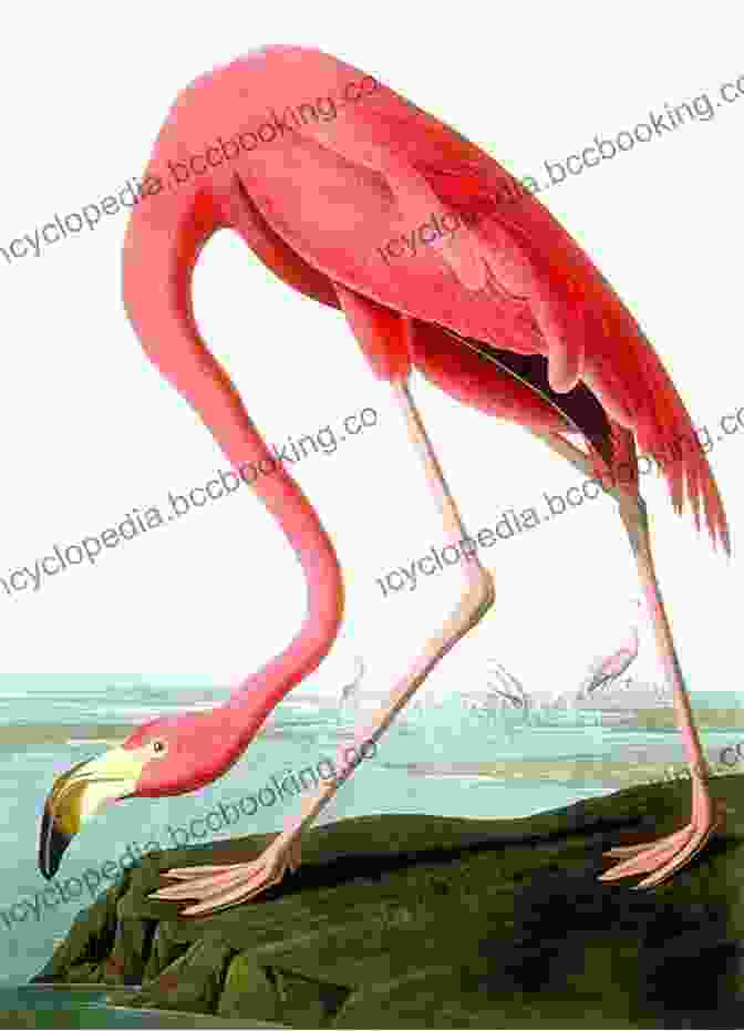 John James Audubon's Iconic Painting Of An American Flamingo, Highlighting The Beauty And Fragility Of Avian Life The Humboldt Current: Nineteenth Century Exploration And The Roots Of American Environmentalism