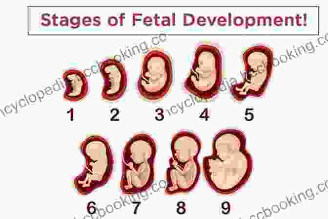 Life Before Birth: The Marvel Of Fetal Development Life Before Birth: The Challenges Of Fetal Development