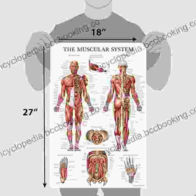 Muscular System Anatomical Chart From The World Best Anatomical Chart Series Diseases DisFree Downloads: The World S Best Anatomical Charts (The World S Best Anatomical Chart Series)