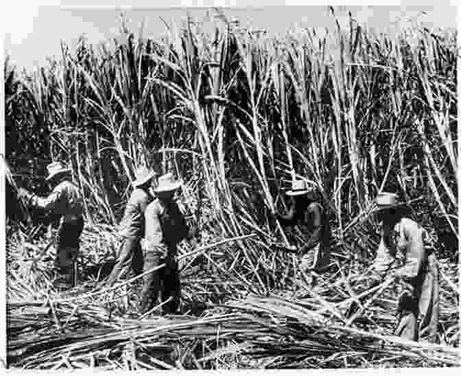 Native Laborers Working On A Sugar Plantation In The Pacific Beyond Hawai I: Native Labor In The Pacific World