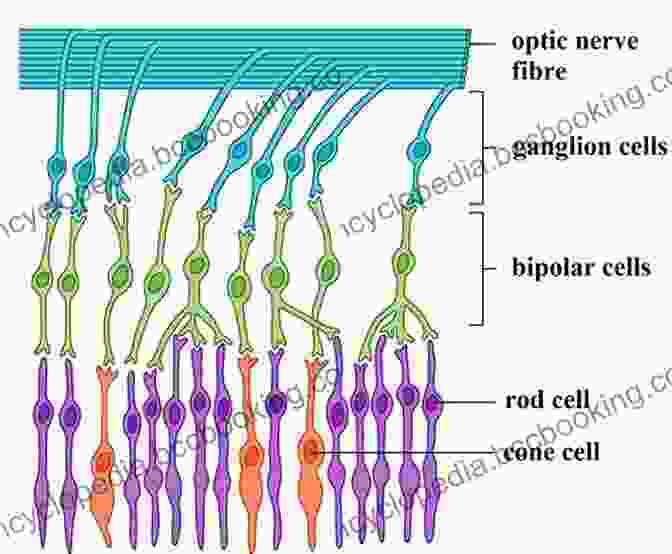 Nonlinear Optics Image Of Nerve Cells Nanoscale Photonic Imaging (Topics In Applied Physics 134)