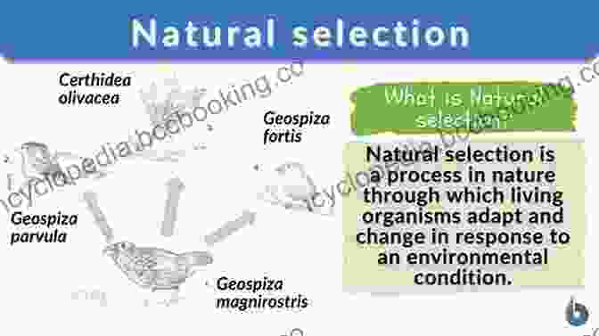 The Evolutionary Process Of Natural Selection The Not So Intelligent Designer: Why Evolution Explains The Human Body And Intelligent Design Does Not