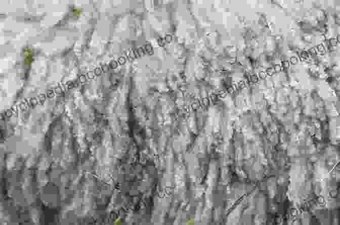 Wool Fiber, A Natural Protein Fiber Known For Its Warmth, Elasticity, And Wrinkle Resistance Identification Of Textile Fibers (Woodhead Publishing In Textiles)